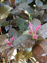Maybe you would like to learn more about one of these? Flora Herbal Daun Ungu Vs Wasir Di Dunia Herbal Khasiat Daun Ungu Telah Kondang Sebagai Anti Wasir Sebagian Orang Telah Mengetahuinya Sebagian Yang Lain Mungkin Belum Pernah Melihat Wujud Daunnya Pernah