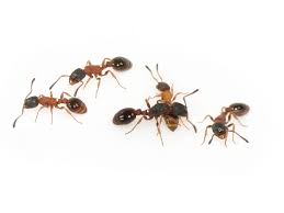 Image result for Otoptera