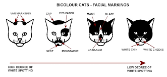 Colour And Coat Genetics In Cats Cats From Your Wildest Dreams