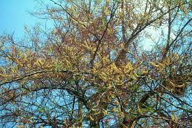 Image result for Acacia galpinii