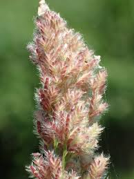 Image result for Eragrostis friesii