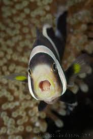 Animals Animals Animals Colorful Fish Sea Creatures Fish
