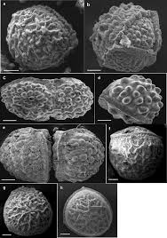 Image result for Isoetes welwitschii