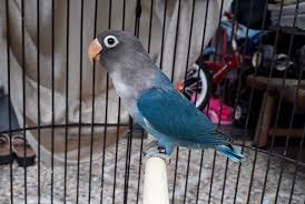  30 Jenis Lovebird Tercantik Lengkap Dengan Gambarnya Burung Gambar Warna