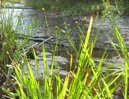 Image result for Xyris capensis