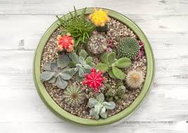 You may also display small, plain grower's pots with drainage holes in their bases inside larger, decorative pots without drainage holes. Best Soil For Growing Succulents In Pots Container Gardens