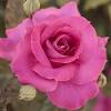 Meilland, créateur de nouvelles variétés de roses. 1