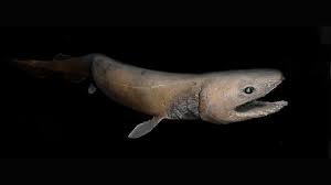 We did not find results for: Selain Ikan Tembus Pandang Ini 10 Hewan Penghuni Palung Mariana Tekno Tempo Co