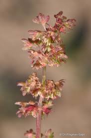 Image result for Rumex ruwenzoriensis