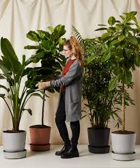 Image result for Ficus tesselata
