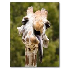 Funny Giraffe Tongue Out Postcard Awkward Animals Funny Giraffe Silly Animals