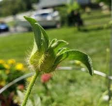 Image result for Ipomoea pes-tigridis