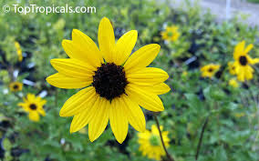 Image result for Helianthus debilis