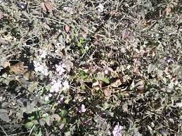 Image result for Gnidia hockii