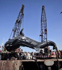 Ces baleines sont de grandes chasseuses et se nourrissent de la viande d'autres animaux. Le Plus Gros Requin Du Monde Le Requin Baleine De 12 Metres Echoue Au Pakistan