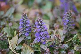 Image result for Ajuga