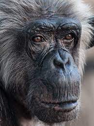 Schimpansendame Primates Animals Monkeys Funny