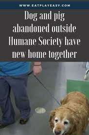 Dog And Pig Abandoned Outside Humane Society Have A New Home Together Humane Society Dogs Big Dog Little Dog