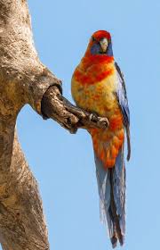 Adelaide Rosella Australian Native Animals Beautiful Birds Australian Birds