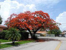 Michael Wayne Cole Poinciana Royal Poinciana Flowering Trees
