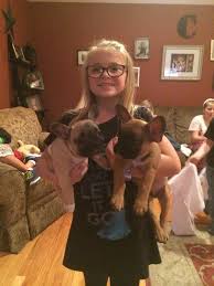 The toy bulldogs became popular in france and were given the name the french bulldog. the breed eventually made its way back to england for dog shows. French Bulldog Puppies For Sale English Bulldog Puppies For Sale New Jersey New York Pennsylvania