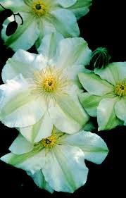 Maybe you would like to learn more about one of these? Guernsey Cream Donahue S Greenhouse
