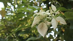 Image result for Rubiaceae