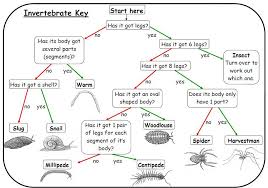 According to webster's dictionary, means a person who brings up and cares for another. Classification Of Invertebrates Kullabs Com Dichotomous Key Arthropods Science Worksheets