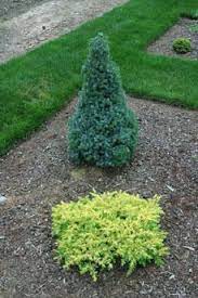 Juniperus Conferta All Gold Dwarf Golden Japanese Shore Juniper Fairy Garden Plants Outside Plants Plants
