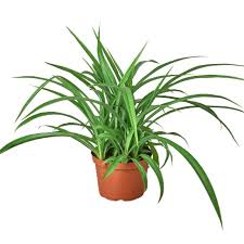 Image result for Chlorophytum