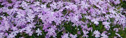 Care Of Creeping Phlox :: Melinda Myers