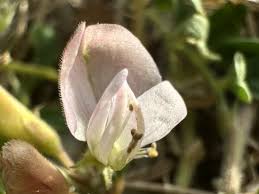 Image result for Tephrosia pumila