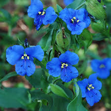Image result for Commelina nyasensis
