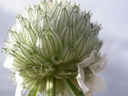 Image result for Acrotome inflata