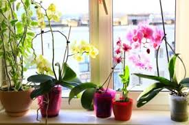 No longer interested in accessing orchid's vpn services? Growing Orchids In Containers Do Orchids Need Special Pots To Grow In