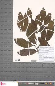 Image result for Dichapetalum madagascariense