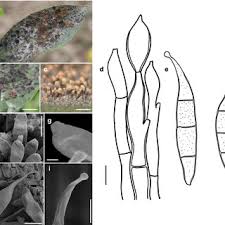 Image result for Lindackeria fragrans