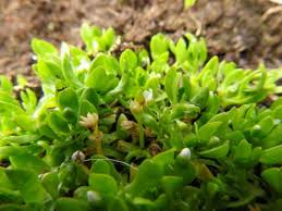 Image result for Montia