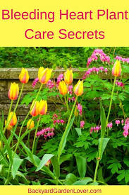 Bleeding Heart Plant Care Secrets You Should Know Bleeding Heart Plant Bleeding Heart Flower Plant Care