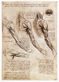 Studi Anatomici Leonardo Da Vinci Leonardo Da Vinci Anatomia Studio