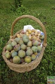 Confiture De Reine Claude Facile Et Rapide Jardipartage Confiture De Prunes Confiture Recette Confiture