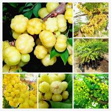 Image result for Phyllanthus boehmii