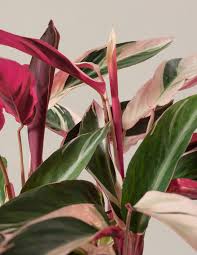 Image result for stromanthe