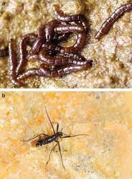 At 12mm (1/2 inch) long, it is the largest purely terrestrial animal on the continent. Compact Genome Of The Antarctic Midge Is Likely An Adaptation To An Extreme Environment Nature Communications