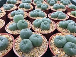 Peyote Street Names