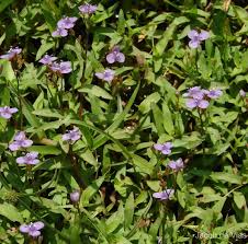 Image result for Murdannia semiteres