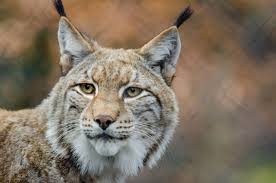 This is for the lynx and the bobcats because it's very hard to tell which is which in most of these pictures Lynx Fact Sheet Blog Nature Pbs