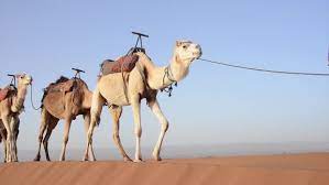Enjoy light show and music by local performers. A Caravan Of Camels Walking Stock Footage Video 100 Royalty Free 8401870 Shutterstock