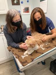 Paikat manlius, new york lemmikkipalvelueläinlääkäri compassionate care veterinary hospital of manlius. Years Of Compassionate Veterinary Care Inspire A Scholarship For Cornell Students Cornell University College Of Veterinary Medicine