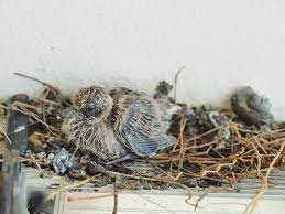 1 760 Baby Pigeon Photos Free Royalty Free Stock Photos From Dreamstime